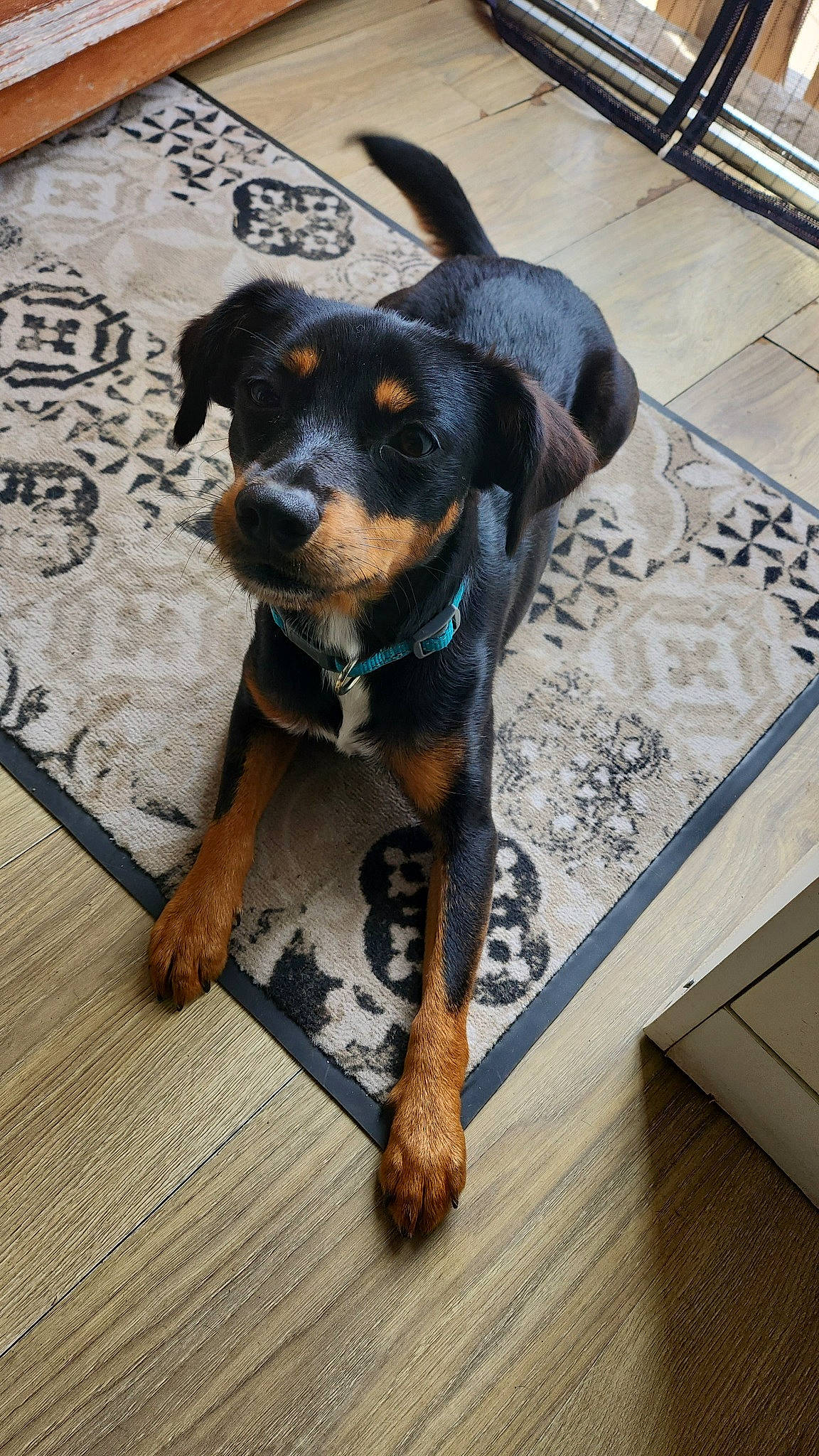 Ulysse participe au concours pour gagner de l'argent avec cette photo : canidae, carnivore, collar, companion_dog, dog, dog_breed, fawn, flooring, fur, guard_dog, hardwood, paw, pet_supply, puppy, snout, sporting_group, toy_dog, wood, working_animal, working_dog