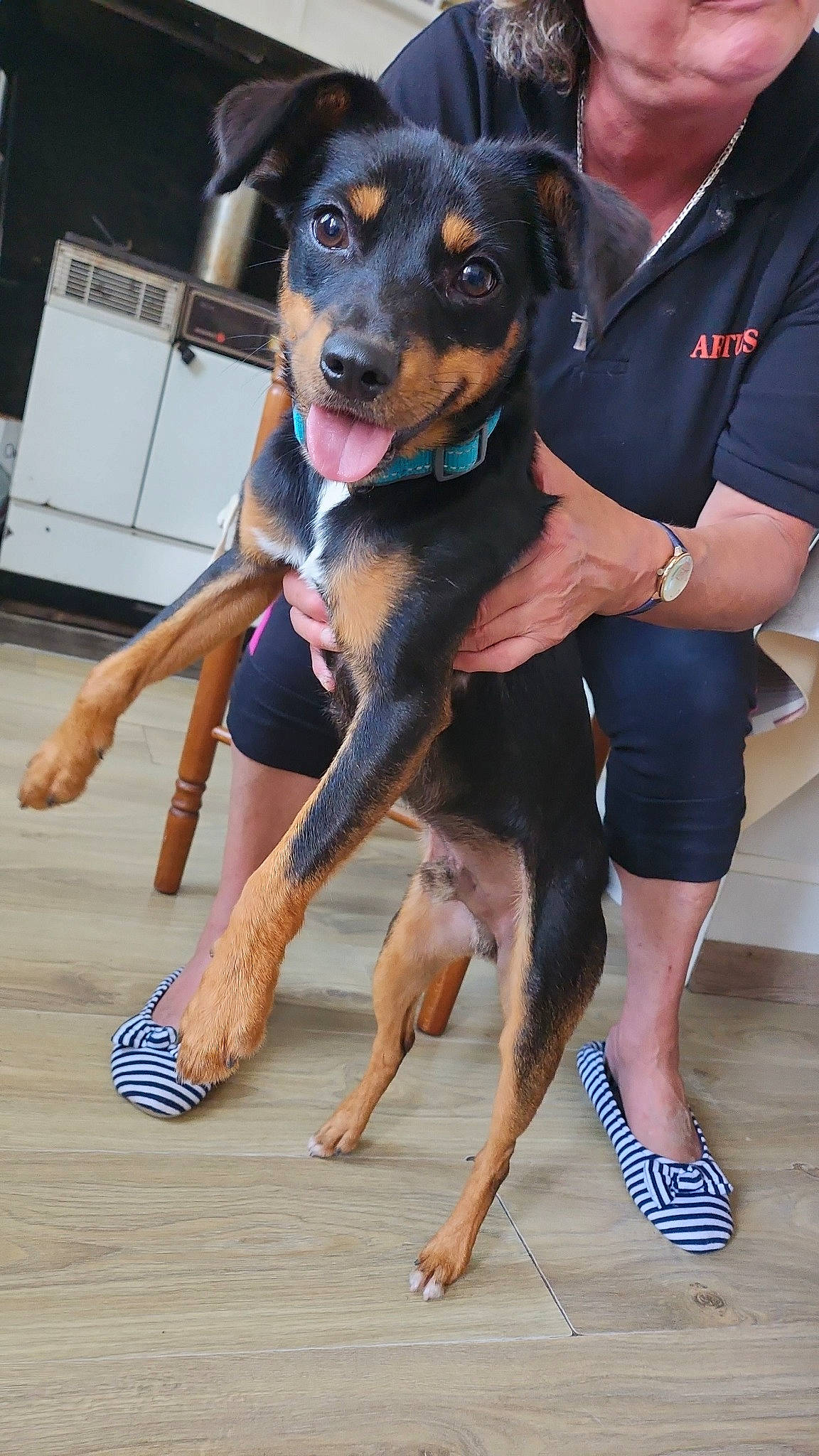 Ulysse a rejoint le concours — aidez-le/la à gagner de superbes lots ! barefoot, carnivore, companion_dog, dog, dog_breed, dog_supply, event, foot, fun, gesture, guard_dog, human_leg, leg, rottweiler, snout, sporting_group, thigh, watch, working_animal, working_dog