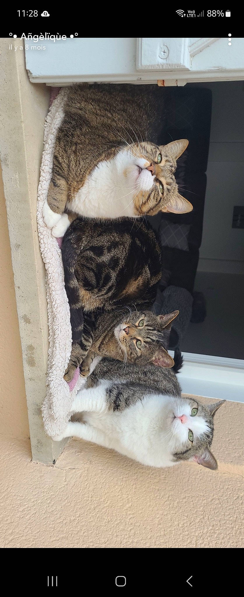 Issia participe au concours pour gagner de l'argent avec cette photo : carnivore, cat, cat_supply, claw, comfort, domestic_short_haired_cat, felidae, fur, paw, small_to_medium_sized_cats, tail, whiskers