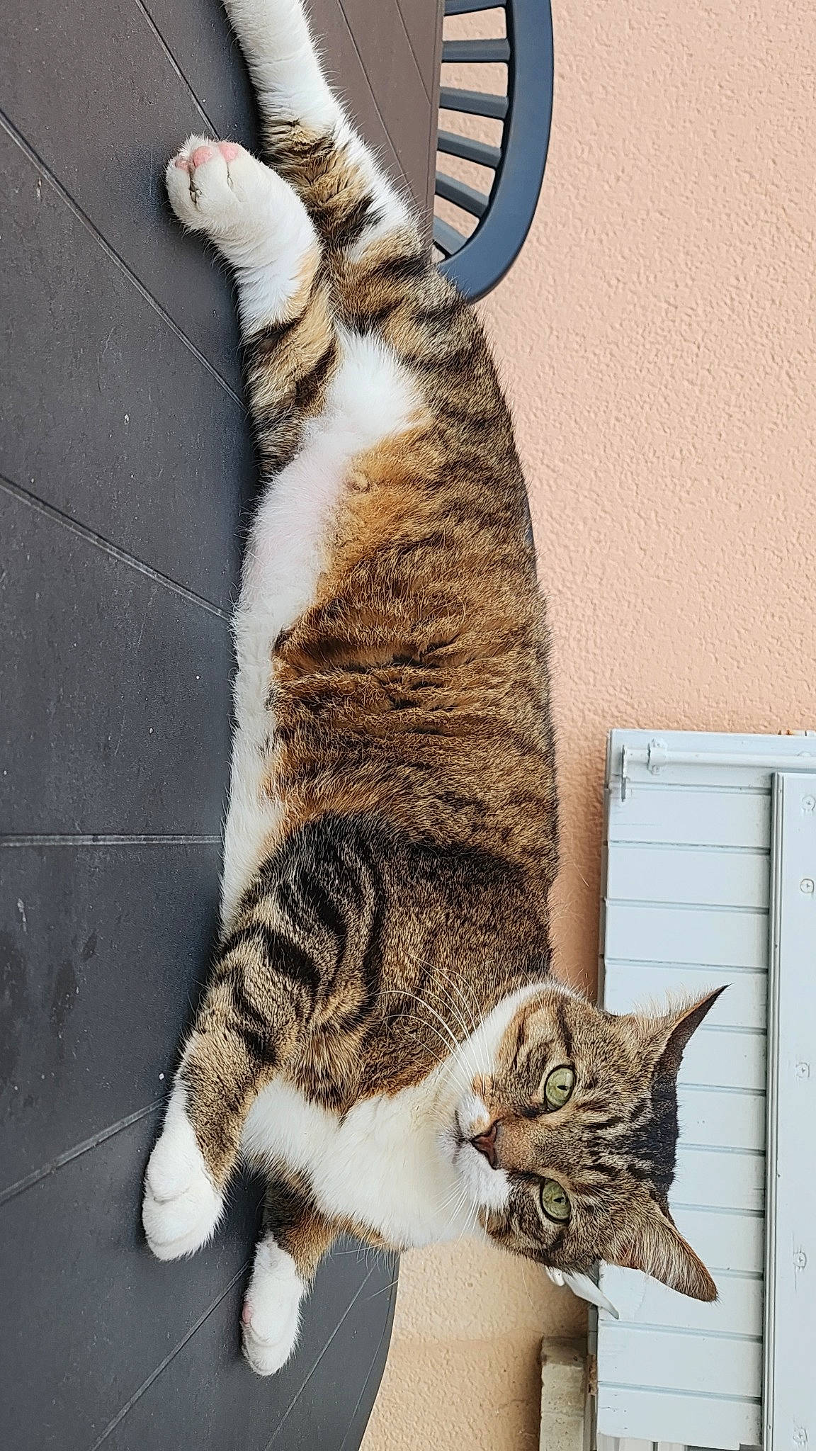 Pepito a rejoint le concours — aidez-le/la à gagner de superbes lots ! carnivore, cat, claw, comfort, domestic_short_haired_cat, felidae, foot, fur, metal, nap, paw, sitting, small_to_medium_sized_cats, snout, tail, terrestrial_animal, vertebrate, whiskers