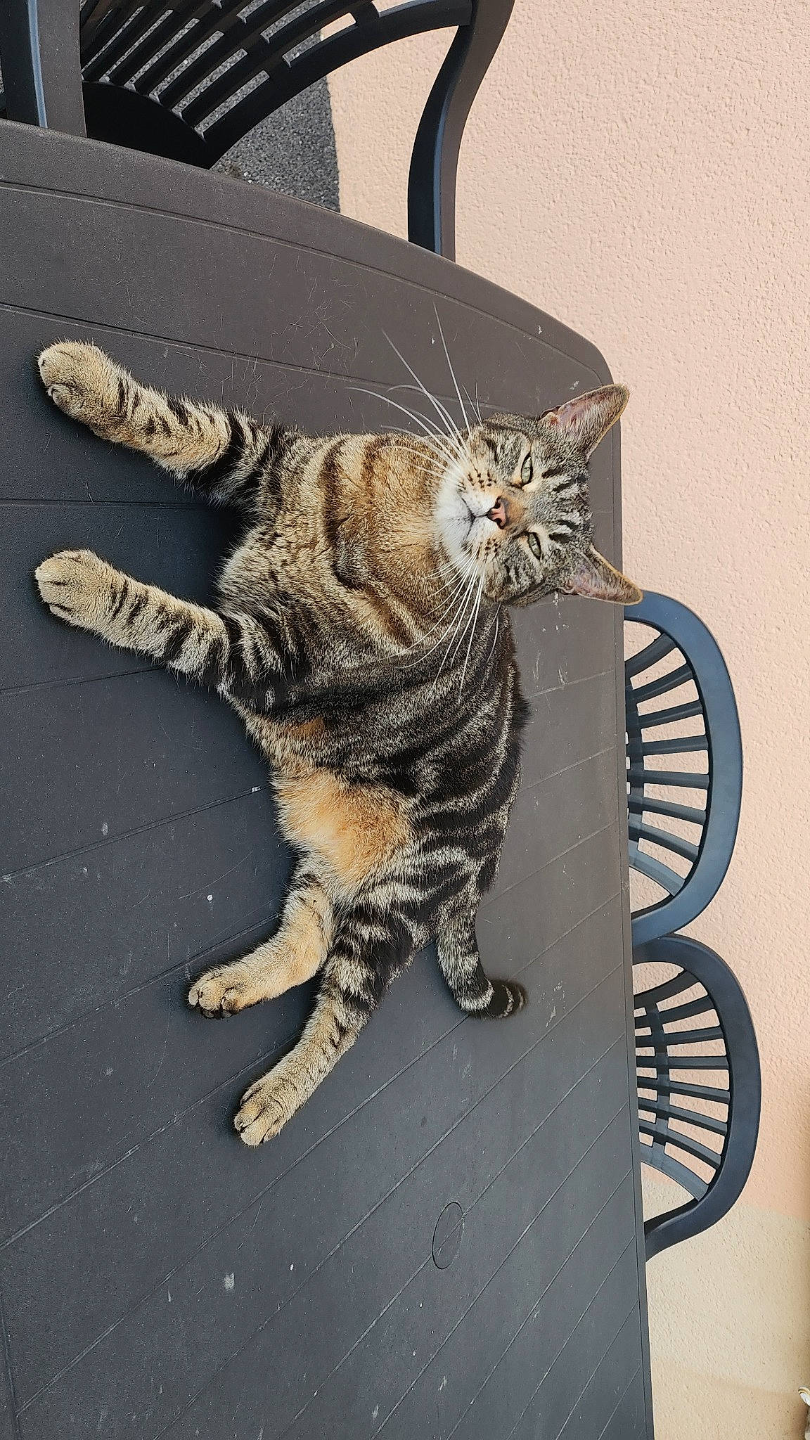 Whyskas a rejoint le concours — aidez-le/la à gagner de superbes lots ! carnivore, cat, chair, claw, domestic_short_haired_cat, felidae, foot, fur, metal, paw, sitting, small_to_medium_sized_cats, snout, tail, terrestrial_animal, whiskers