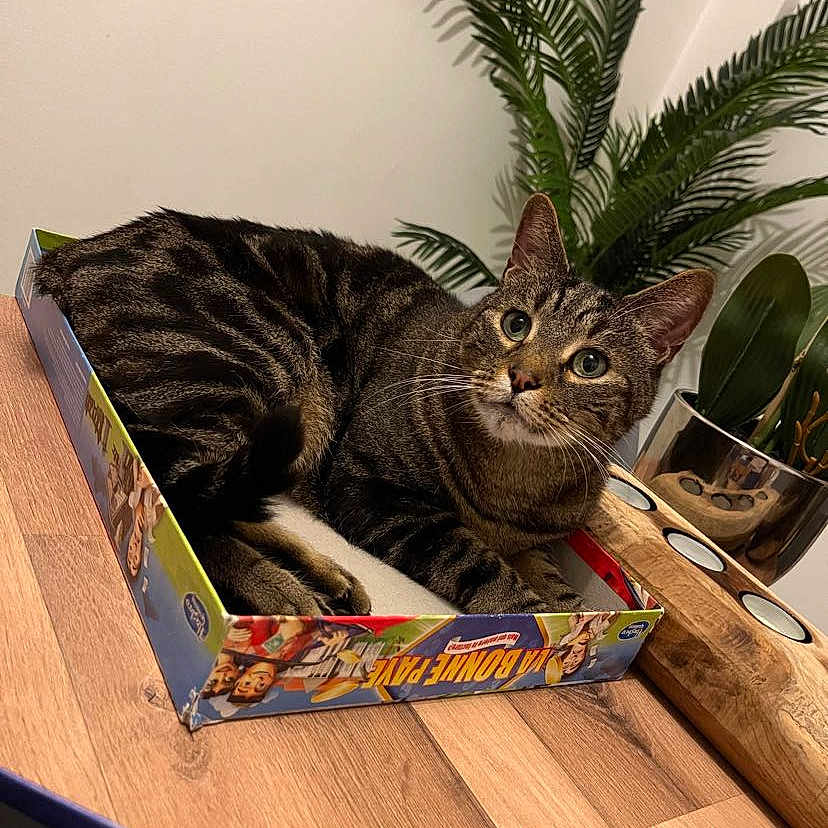 Whyskas participe au concours pour gagner de l'argent avec cette photo : arecales, carnivore, cat, comfort, domestic_short_haired_cat, event, felidae, hardwood, houseplant, palm_tree, plant, rectangle, room, small_to_medium_sized_cats, table, tail, tree, whiskers, window, wood