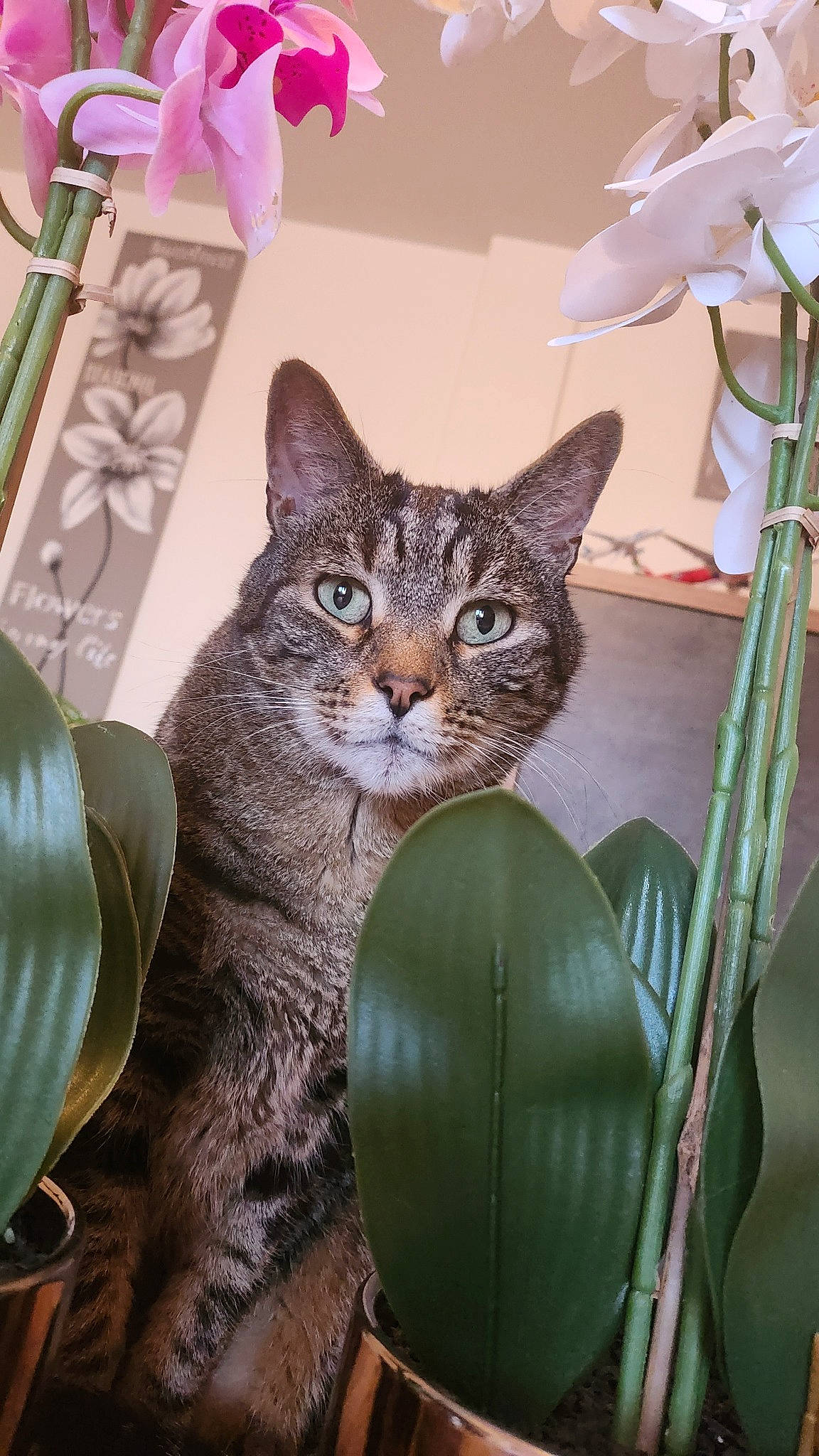 Whyskas a rejoint le concours — aidez-le/la à gagner de superbes lots ! art, carnivore, cat, cat_supply, domestic_short_haired_cat, felidae, flower, flowerpot, fur, houseplant, pet_supply, plant, small_to_medium_sized_cats, snout, tail, terrestrial_animal, terrestrial_plant, tree, whiskers, window