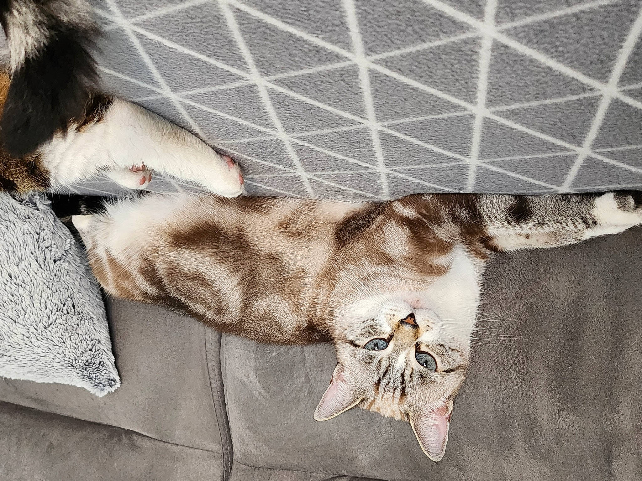 Canelle a rejoint le concours — aidez-le/la à gagner de superbes lots ! canidae, carnivore, cat, claw, comfort, dog_breed, fawn, felidae, foot, fur, gesture, human_leg, linens, pattern, paw, small_to_medium_sized_cats, snout, sporting_group, tail, whiskers