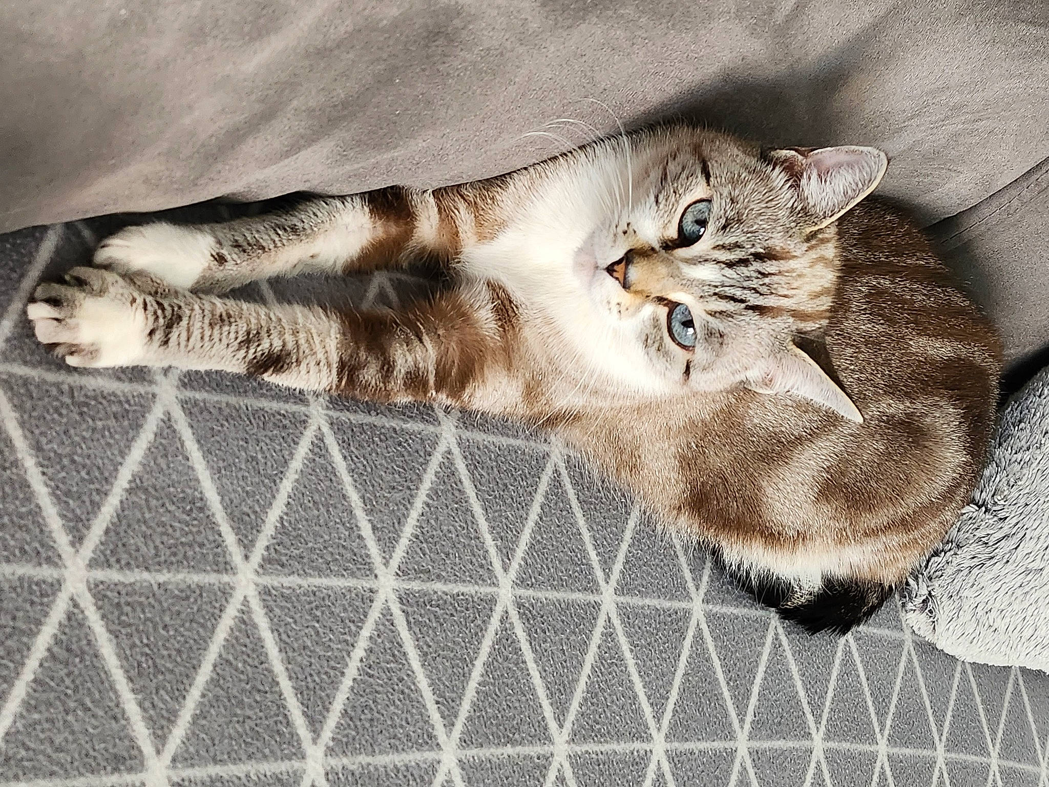 Canelle participe au concours pour gagner de l'argent avec cette photo : carnivore, cat, claw, comfort, domestic_short_haired_cat, fawn, felidae, flooring, fur, grey, mesh, nap, pattern, paw, sleep, small_to_medium_sized_cats, snout, tail, terrestrial_animal, whiskers