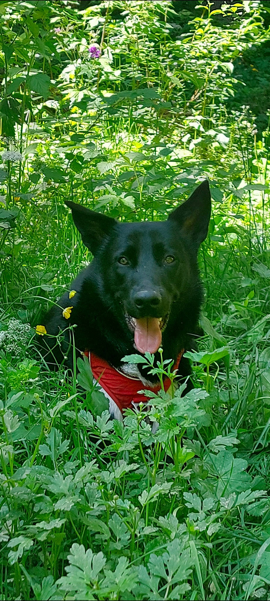 Saxo participe au concours pour gagner de l'argent avec cette photo : borador, canidae, carnivore, companion_dog, dog, dog_breed, eye, fawn, grass, groundcover, herbaceous_plant, plant, snout, sporting_group, tail, terrestrial_animal, terrestrial_plant, tree, whiskers, working_animal