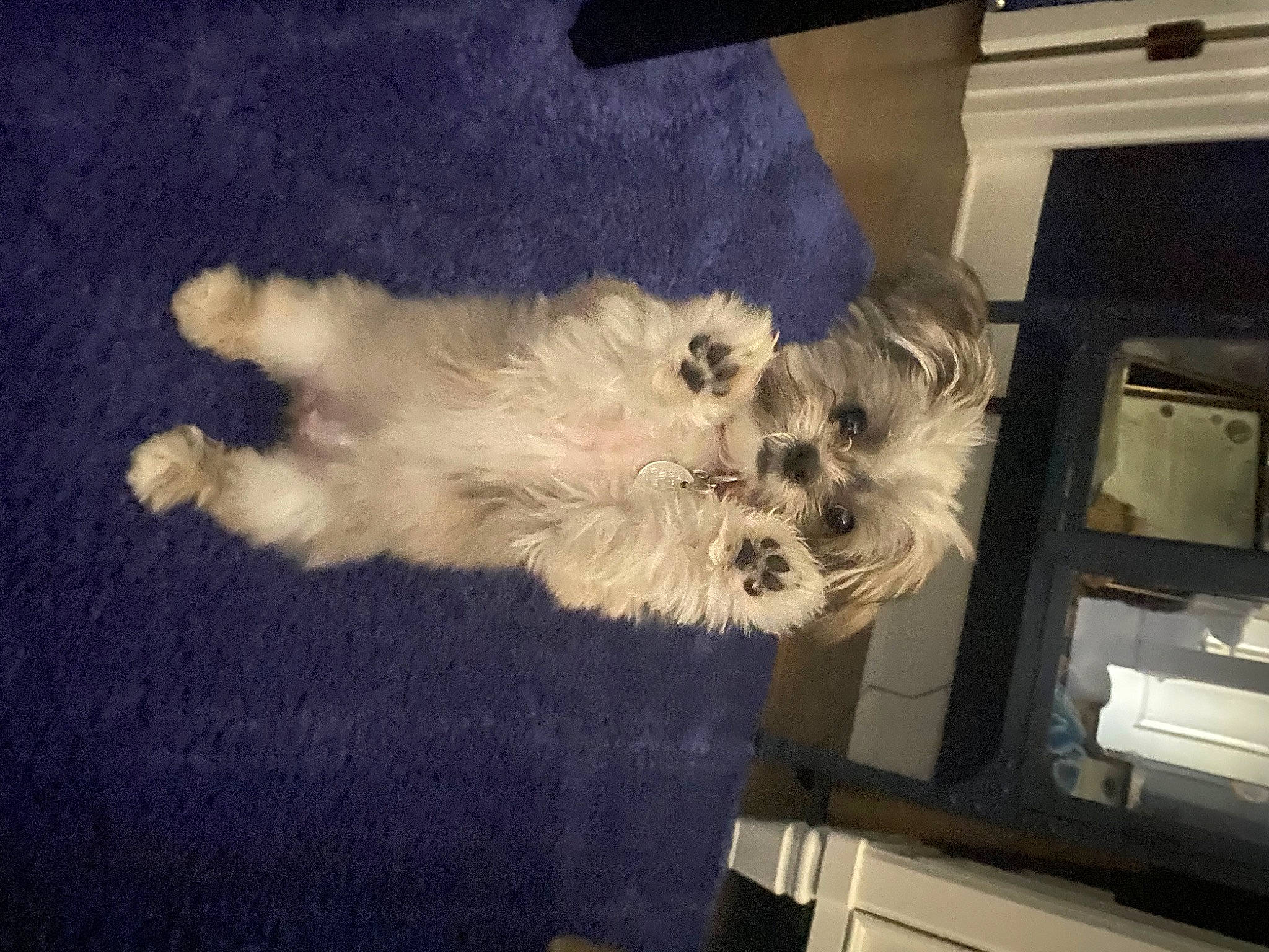 Izzy joined the competition — help win amazing prizes! canidae, carnivore, cloud, companion_dog, dog, dog_breed, felidae, flooring, fur, non_sporting_group, paw, puppy_love, schnauzer, small_terrier, small_to_medium_sized_cats, sporting_group, tail, terrier, toy_dog, whiskers