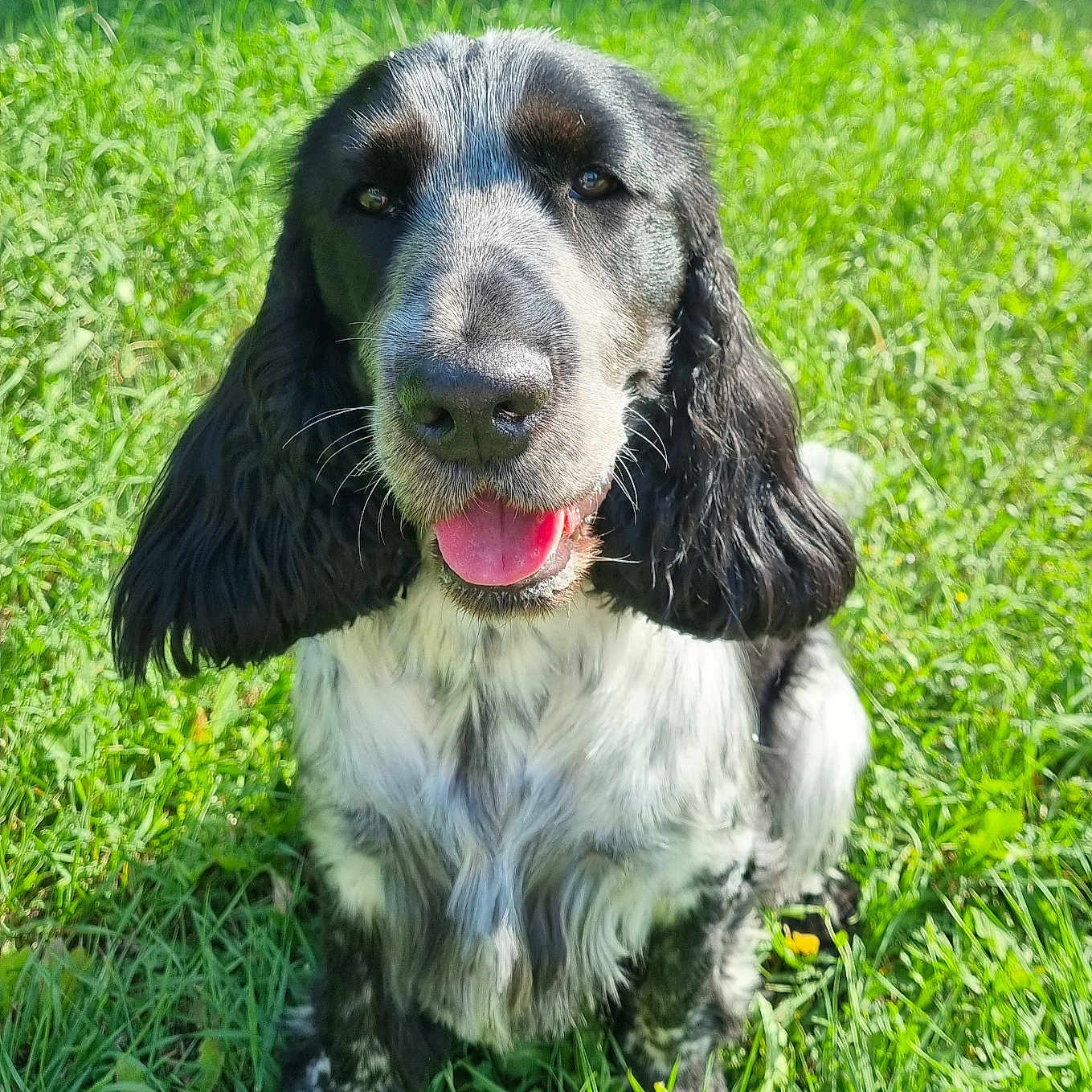 Ugo participe au concours pour gagner de l'argent avec cette photo : animal, black_and_white, canine, close_up, daylight, dog, friendly, fur, grass, greenery, happy, long_ears, mammal, nature, outdoor, pet, portrait, sitting, sunny, tongue_out