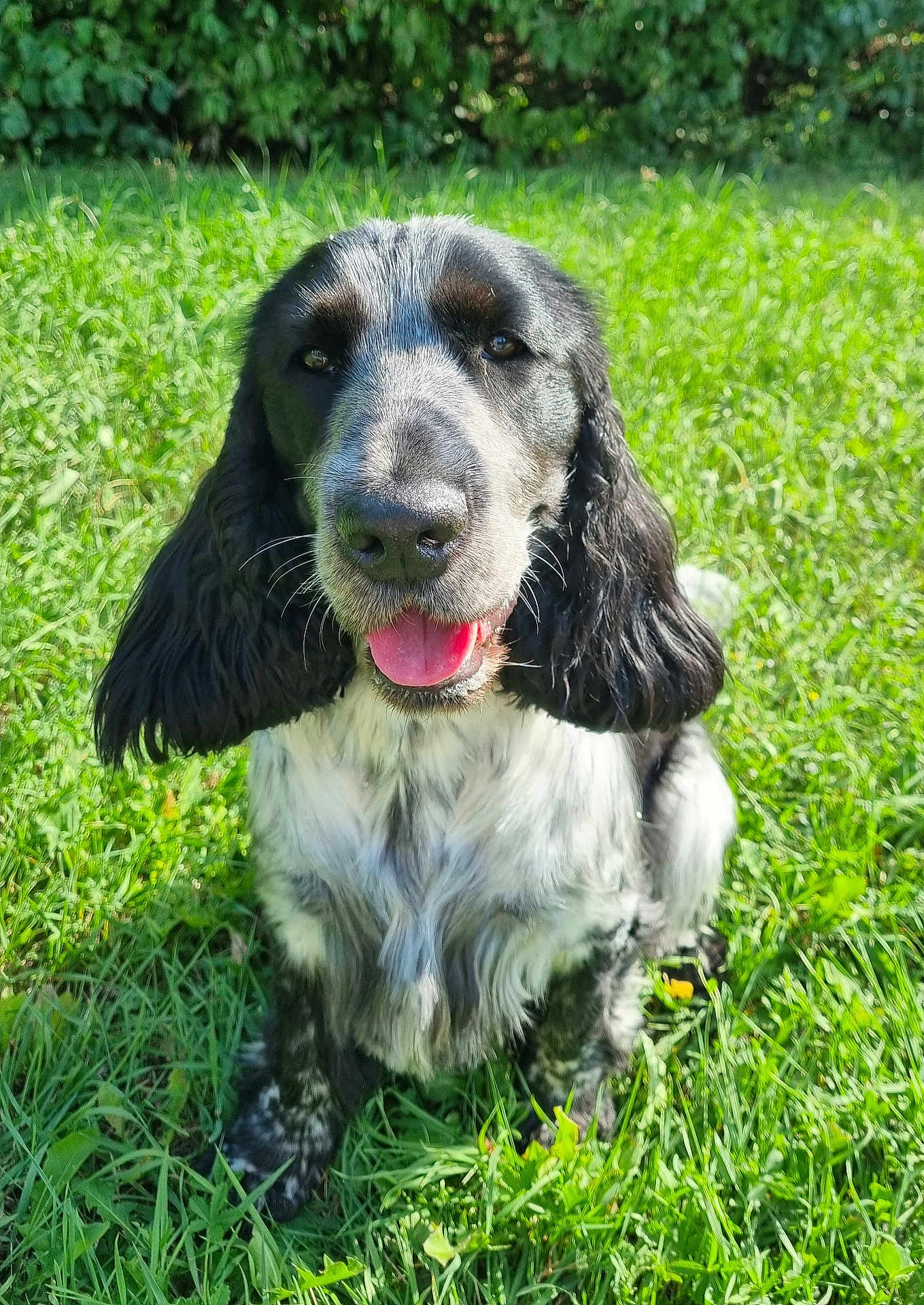 Ugo participe au concours pour gagner de l'argent avec cette photo : dog, black_and_white, long_ears, tongue_out, grass, outdoor, sunny, pet, animal, happy, sitting, nature, close_up, mammal, canine, fur, portrait, friendly, daylight, greenery