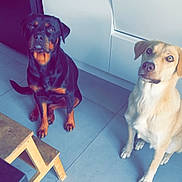 Seya participe au concours pour gagner de l'argent avec cette photo : dog, rottweiler, light_colored_dog, indoor, kitchen, tile_floor, step_stool, pet, animal, sitting, looking_up, curious, domestic, canine, floor, cabinet, wooden, two_dogs, companion, household
