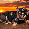 dog, french_bulldog, police_costume, k9, sunset, outdoor, pet, animal, canine, costume, uniform, lying_down, brown, black, ears, fur, nature, scenic, vibrant, portrait