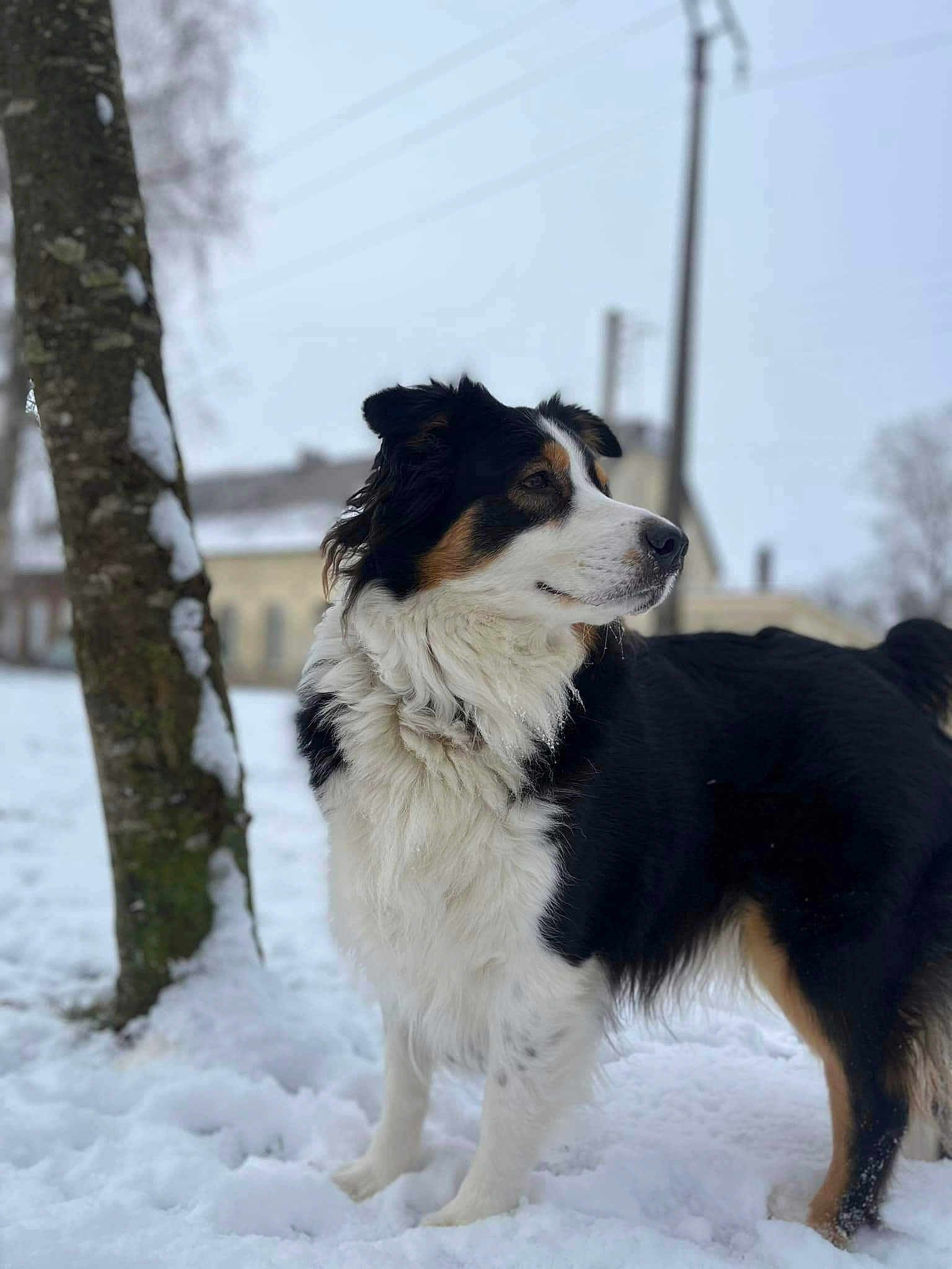 Roxie