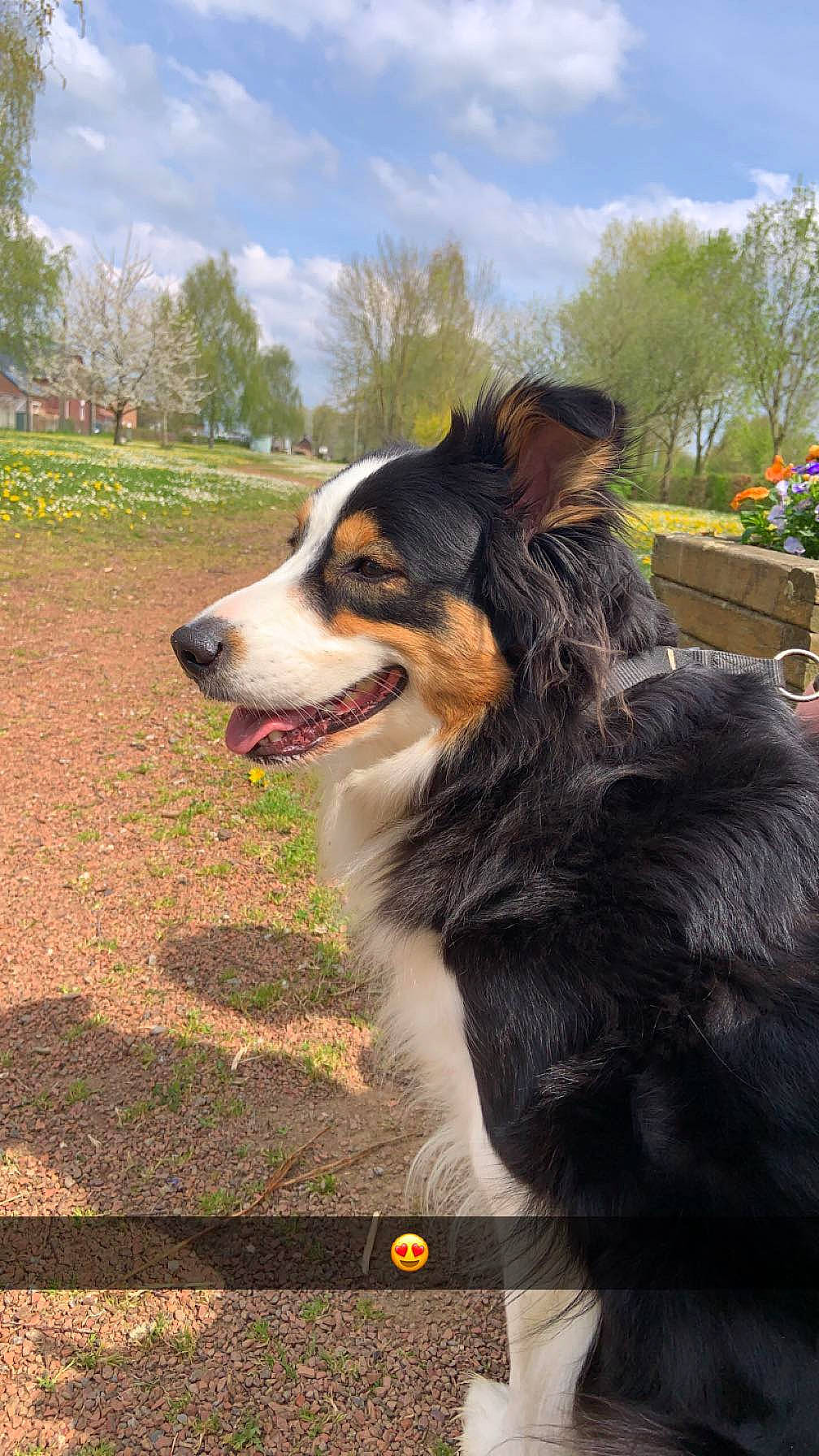 Roxie a rejoint le concours — aidez-le/la à gagner de superbes lots ! ball, canidae, carnivore, cloud, companion_dog, dog, dog_breed, fur, grass, herding_dog, plant, sky, snout, sporting_group, terrestrial_animal, tree, whiskers, working_dog