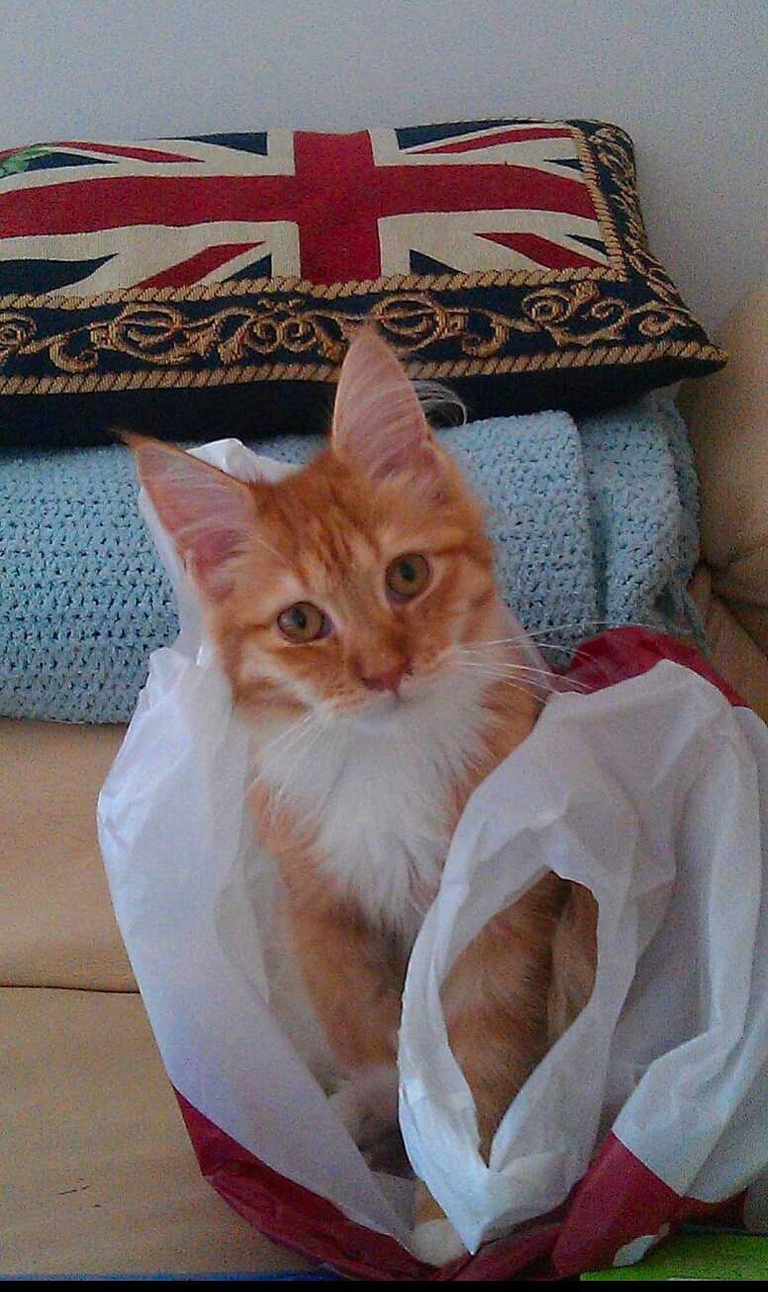 Annie joined the competition — help win amazing prizes! bag, box, carnivore, cat, comfort, couch, domestic_short_haired_cat, fawn, felidae, fur, linens, peach, pillow, room, small_to_medium_sized_cats, tail, textile, throw_pillow, whiskers, wood