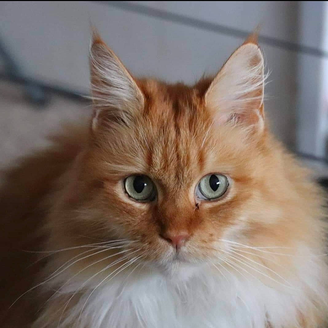 Annie joined the competition — help win amazing prizes! british_longhair, carnivore, cat, eye, fawn, felidae, fur, persian, small_to_medium_sized_cats, snout, whiskers, wood