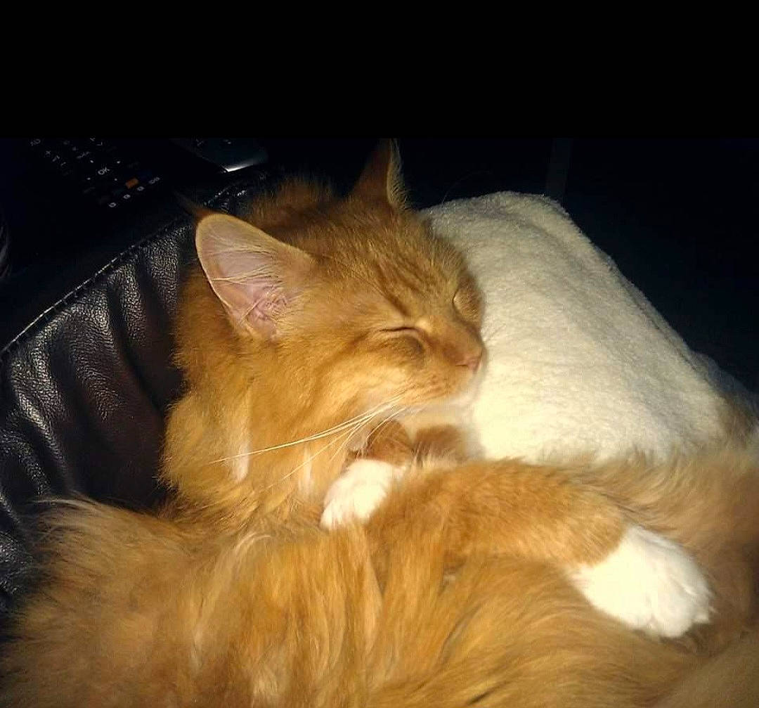 Annie is registered to the contest to win money with this photo: carnivore, cat, claw, comfort, darkness, domestic_short_haired_cat, ear, eye, fawn, felidae, fur, lap, nap, paw, sleep, small_to_medium_sized_cats, snout, tail, whiskers, wood