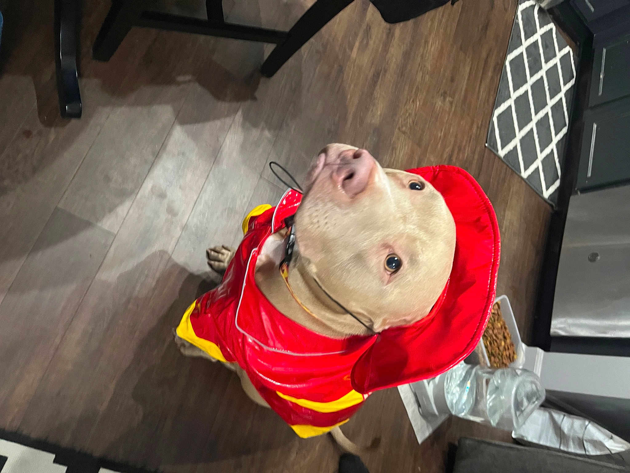 Everett joined the competition — help win amazing prizes! art, carmine, costume, event, flooring, fun, personal_protective_equipment, snout, wood, working_animal