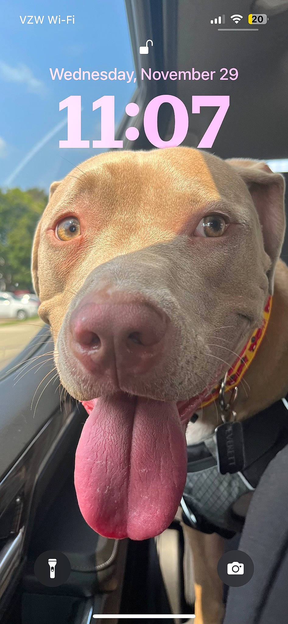 Everett is registered to the contest to win money with this photo: canidae, carnivore, collar, companion_dog, dog, dog_breed, dog_collar, ear, fashion_accessory, fawn, fur, hat, jaw, liver, selfie, snout, sporting_group, whiskers, working_animal, wrinkle