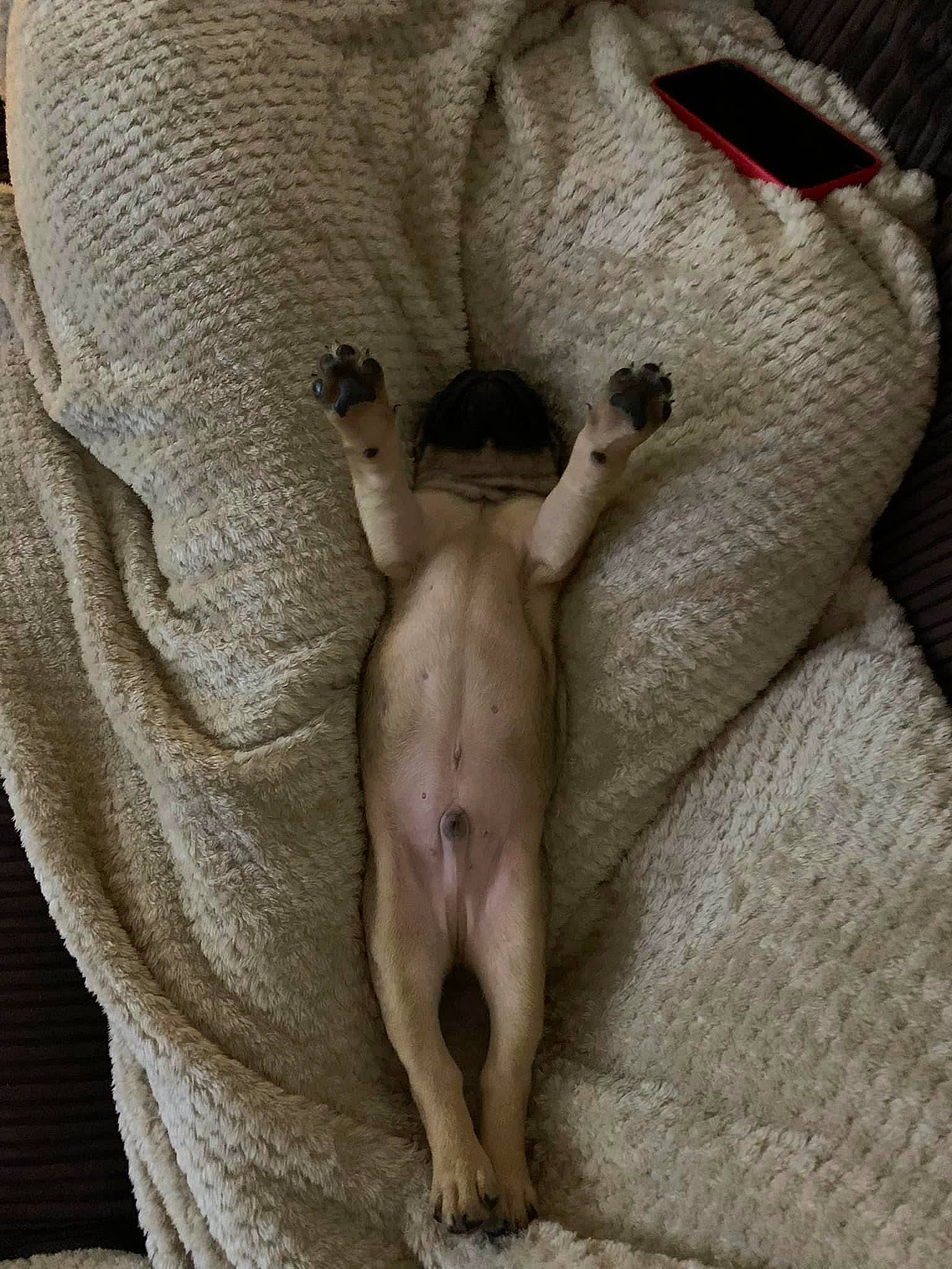 Dasher is registered to the contest to win money with this photo: art, carnivore, chest, classical_sculpture, comfort, companion_dog, dog, dog_breed, fawn, felidae, gesture, human_body, jaw, leg, sculpture, snout, sporting_group, trunk, wood, working_animal