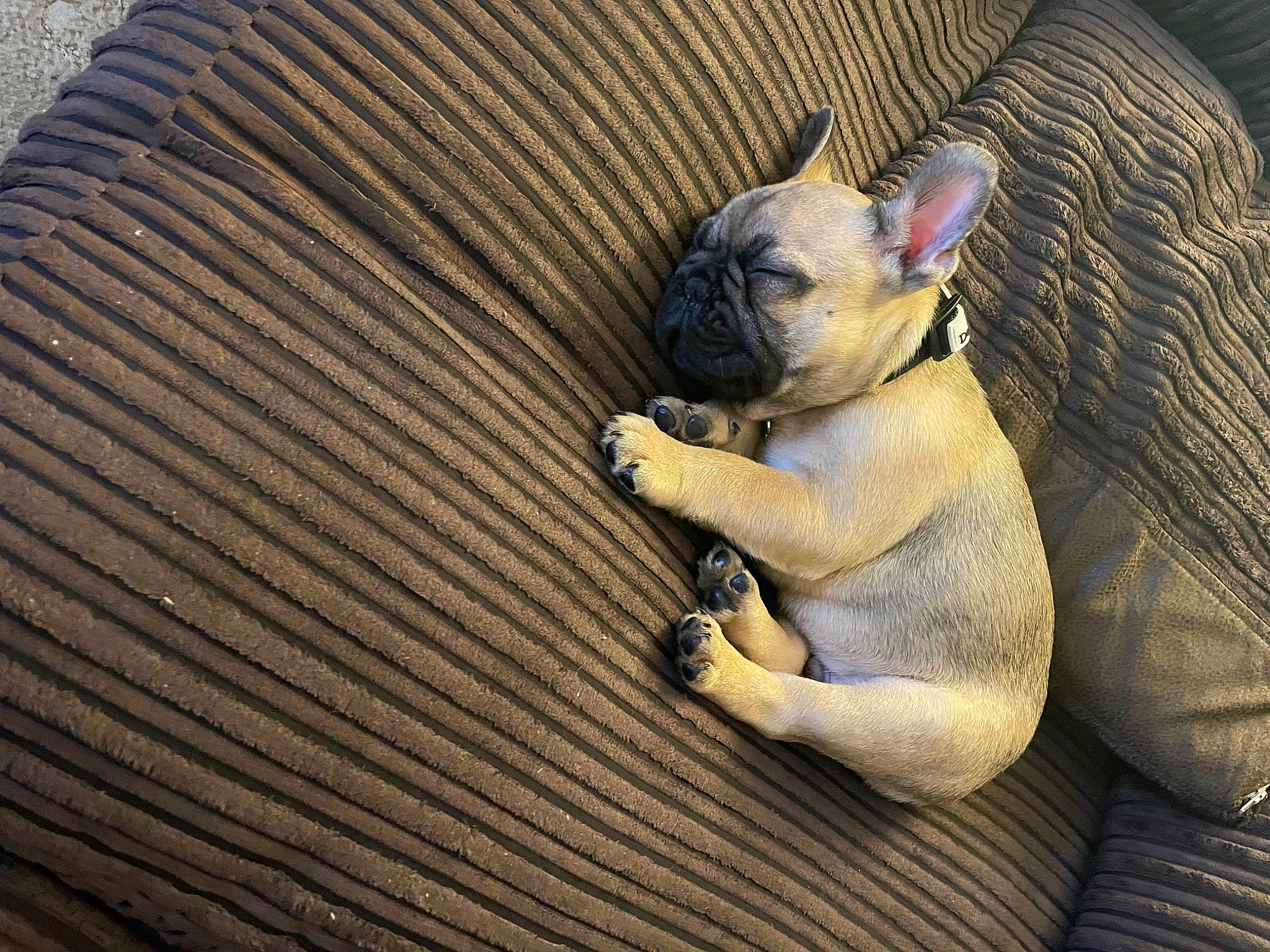 Dasher joined the competition — help win amazing prizes! bulldog, carnivore, comfort, companion_dog, dog, dog_breed, ear, fawn, felidae, human_body, leg, rabbit, rabbits_and_hares, small_to_medium_sized_cats, snout, stuffed_toy, terrestrial_animal, toy, whiskers, wood