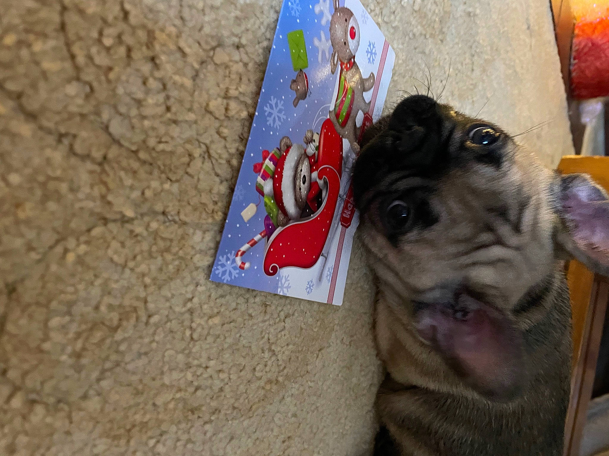 Dasher joined the competition — help win amazing prizes! canidae, carmine, carnivore, companion_dog, dog, dog_breed, fashion_accessory, fawn, flooring, fur, paper_product, paw, pet_supply, sporting_group, toy_dog, visual_arts, whiskers, working_animal, wrinkle