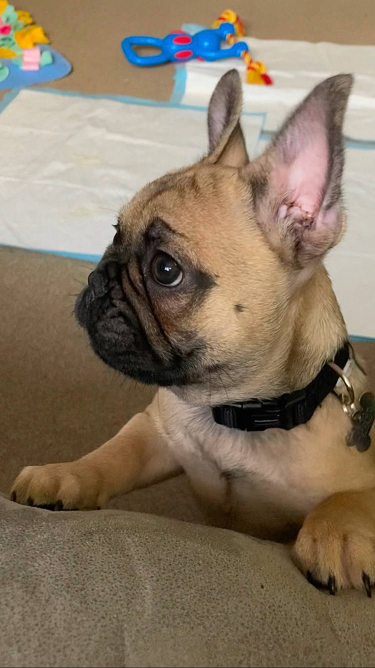 Dasher joined the competition — help win amazing prizes! bulldog, canidae, carnivore, collar, companion_dog, dog, dog_breed, dog_collar, ear, fawn, flooring, french_bulldog, fur, snout, sporting_group, terrestrial_animal, toy_dog, whiskers, working_animal, wrinkle