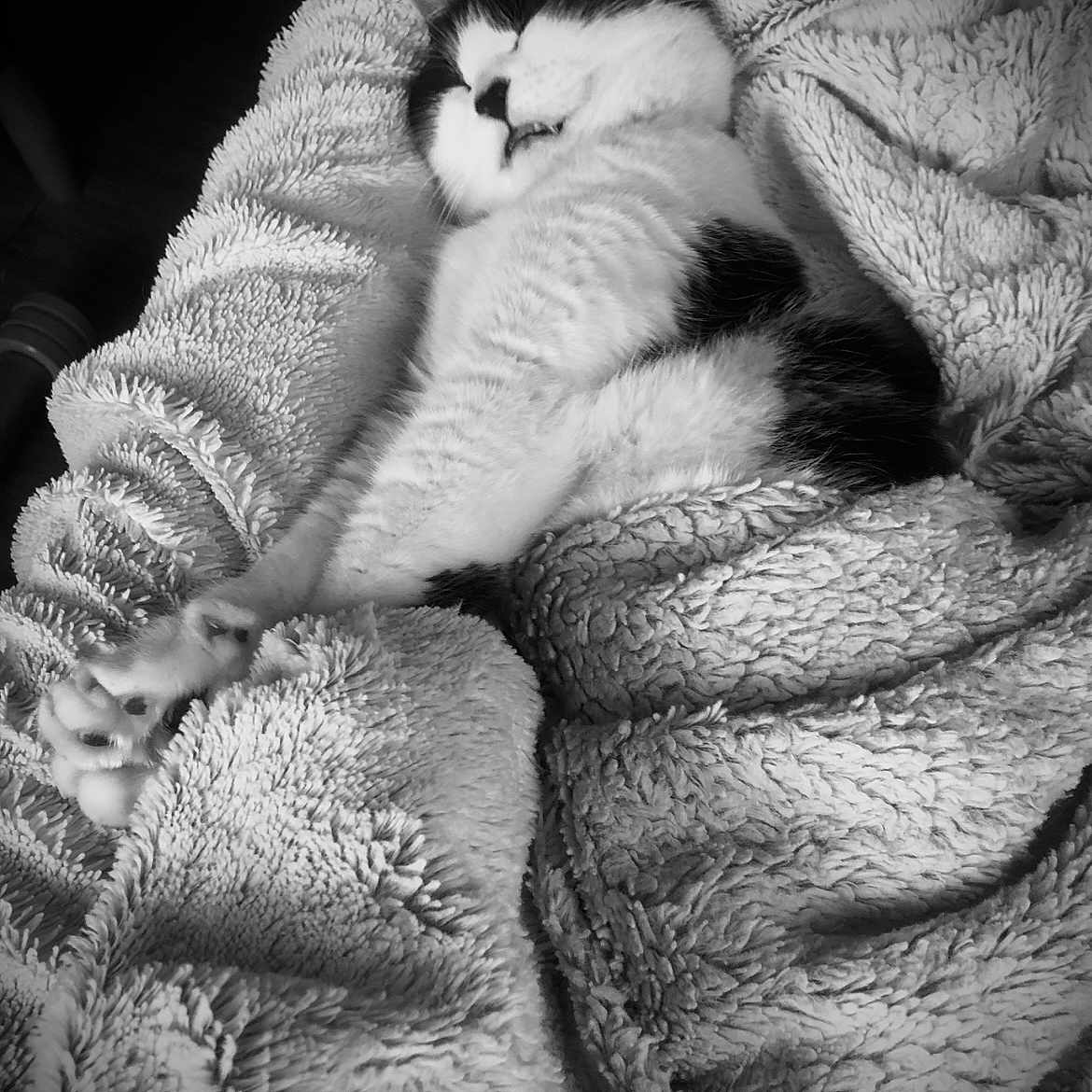 Minouche a rejoint le concours — aidez-le/la à gagner de superbes lots ! abyssinian, animal, bed, bedroom, blanket, cat, couch, furniture, homedecor, indoors, kitten, linen, manx, person, pet, quilt, room, sleeping, towel, white