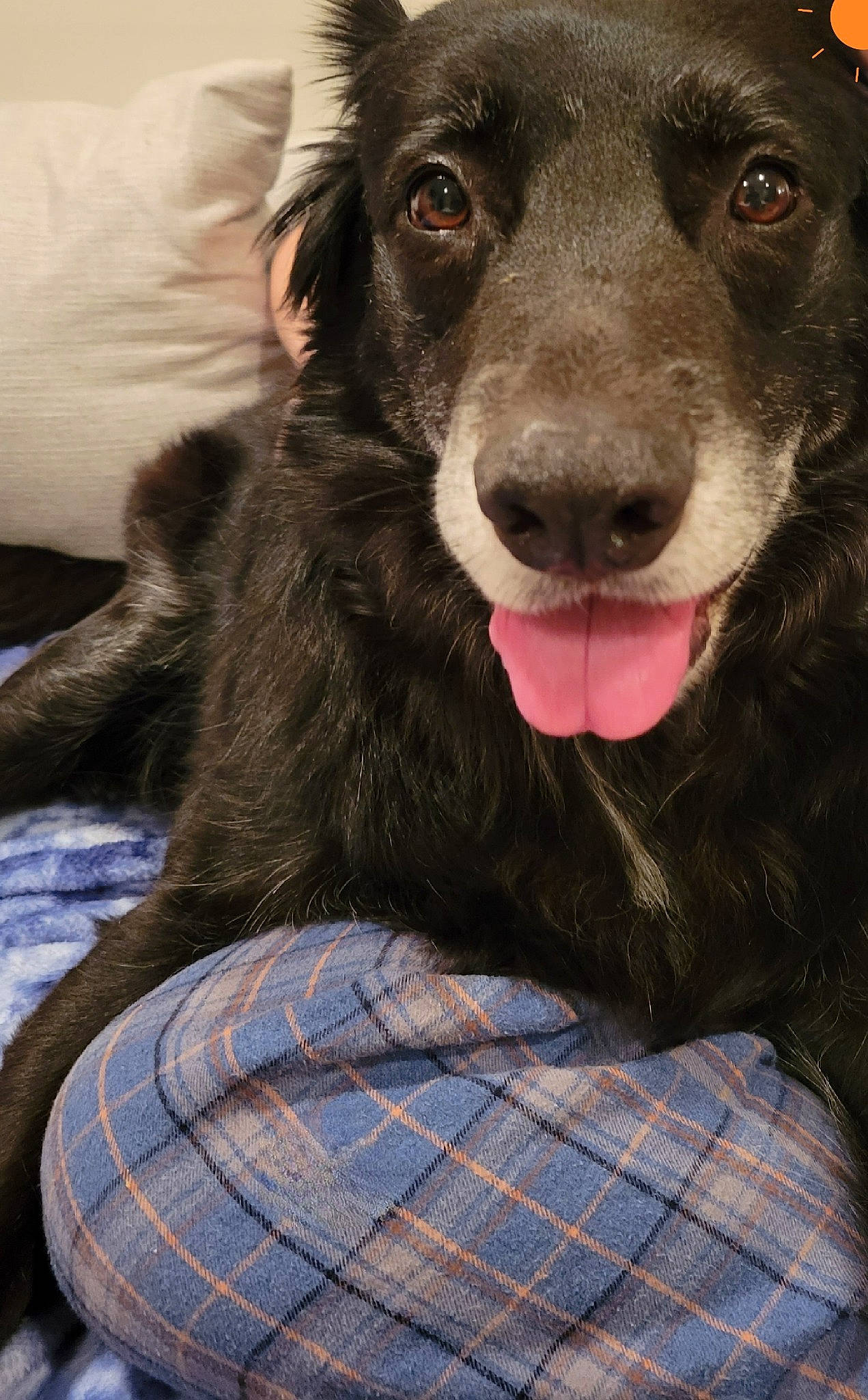 Jacob joined the competition — help win amazing prizes! borador, carnivore, comfort, companion_dog, dog, dog_breed, fur, guard_dog, pattern, paw, plaid, snout, street_dog, tartan, whiskers, working_animal, working_dog