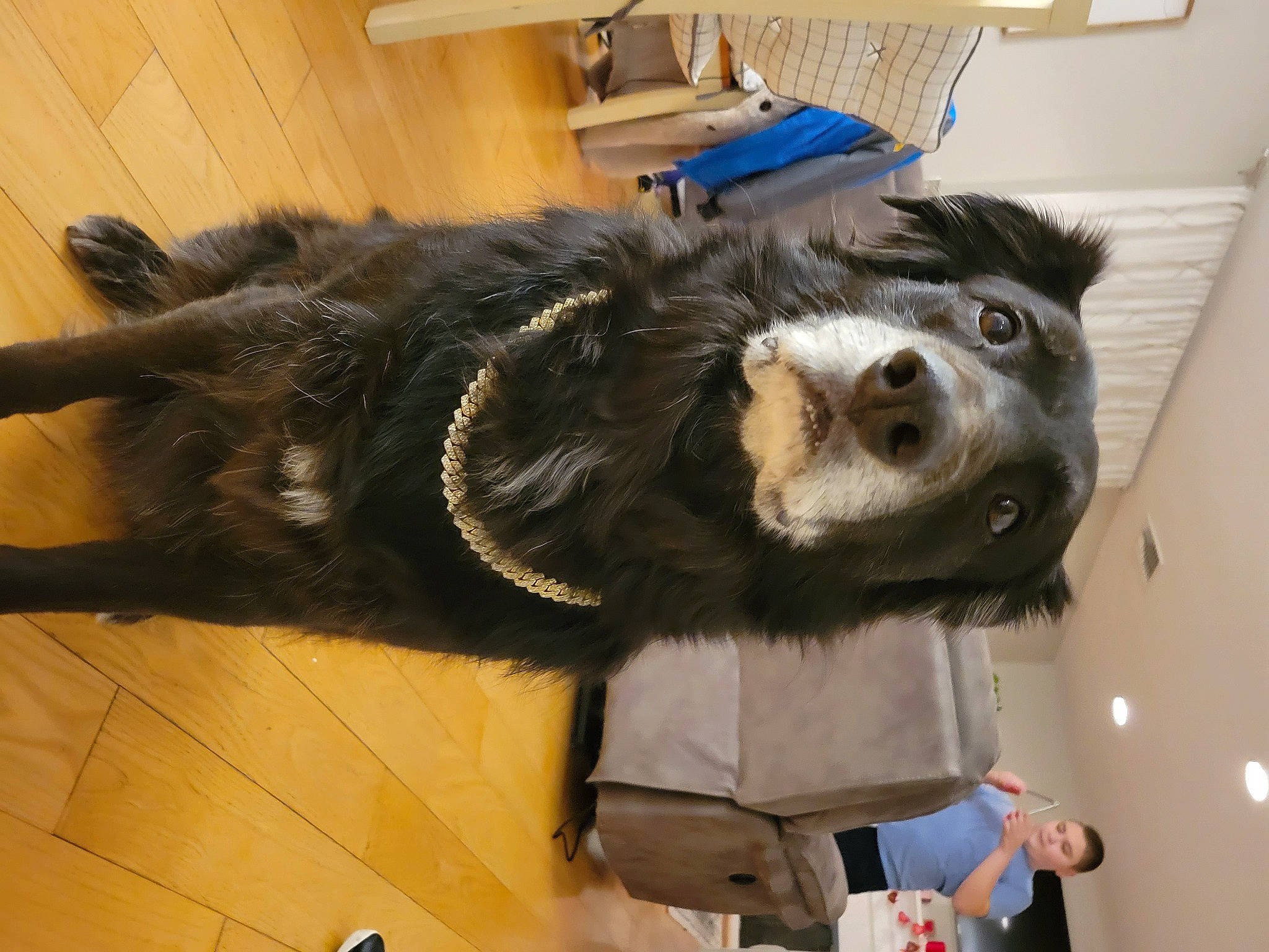 Jacob joined the competition — help win amazing prizes! bear, bearskin, canidae, carnivore, collar, companion_dog, dog_breed, fashion_accessory, flooring, fur, hardwood, natural_material, sporting_group, tail, whiskers, wood, wood_flooring, working_animal
