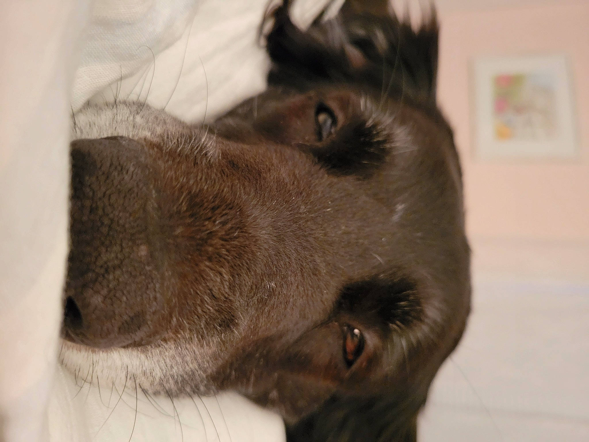 Jacob is registered to the contest to win money with this photo: canidae, carnivore, companion_dog, dog, dog_breed, ear, eyelash, fur, liver, snout, sporting_group, whiskers, working_animal