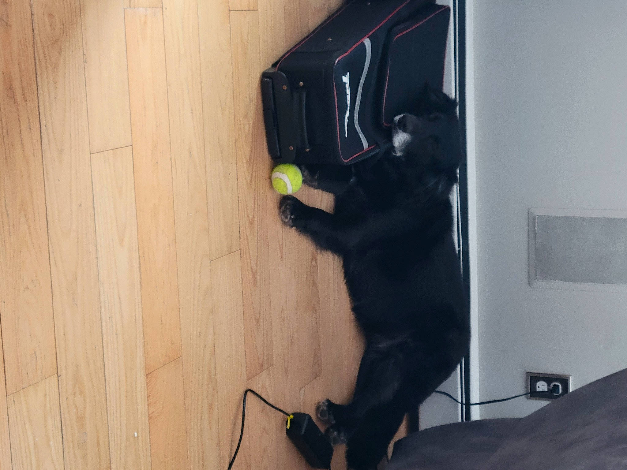 Jacob joined the competition — help win amazing prizes! black_cat, cable, carnivore, comfort, dog, dog_breed, electrical_wiring, felidae, floor, flooring, hardwood, room, small_to_medium_sized_cats, sporting_group, tail, varnish, wire, wood, wood_flooring, wood_stain