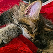 Atlas joined the competition — help win amazing prizes! cat, kitten, sleeping, blanket, red_blanket, fur, paw, whiskers, ear, cozy, pet, domestic_animal, nap, close_up, indoor, soft_texture, muzzle, feline, face, relaxed