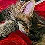 cat, kitten, sleeping, blanket, red_blanket, fur, paw, whiskers, ear, cozy, pet, domestic_animal, nap, close_up, indoor, soft_texture, muzzle, feline, face, relaxed