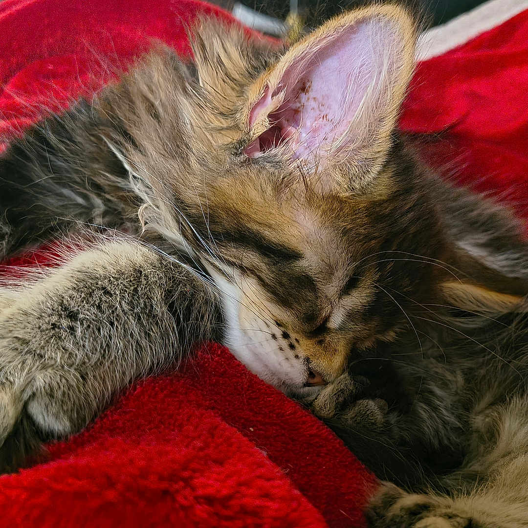 Atlas joined the competition — help win amazing prizes! blanket, cat, close_up, cozy, domestic_animal, ear, face, feline, fur, indoor, kitten, muzzle, nap, paw, pet, red_blanket, relaxed, sleeping, soft_texture, whiskers