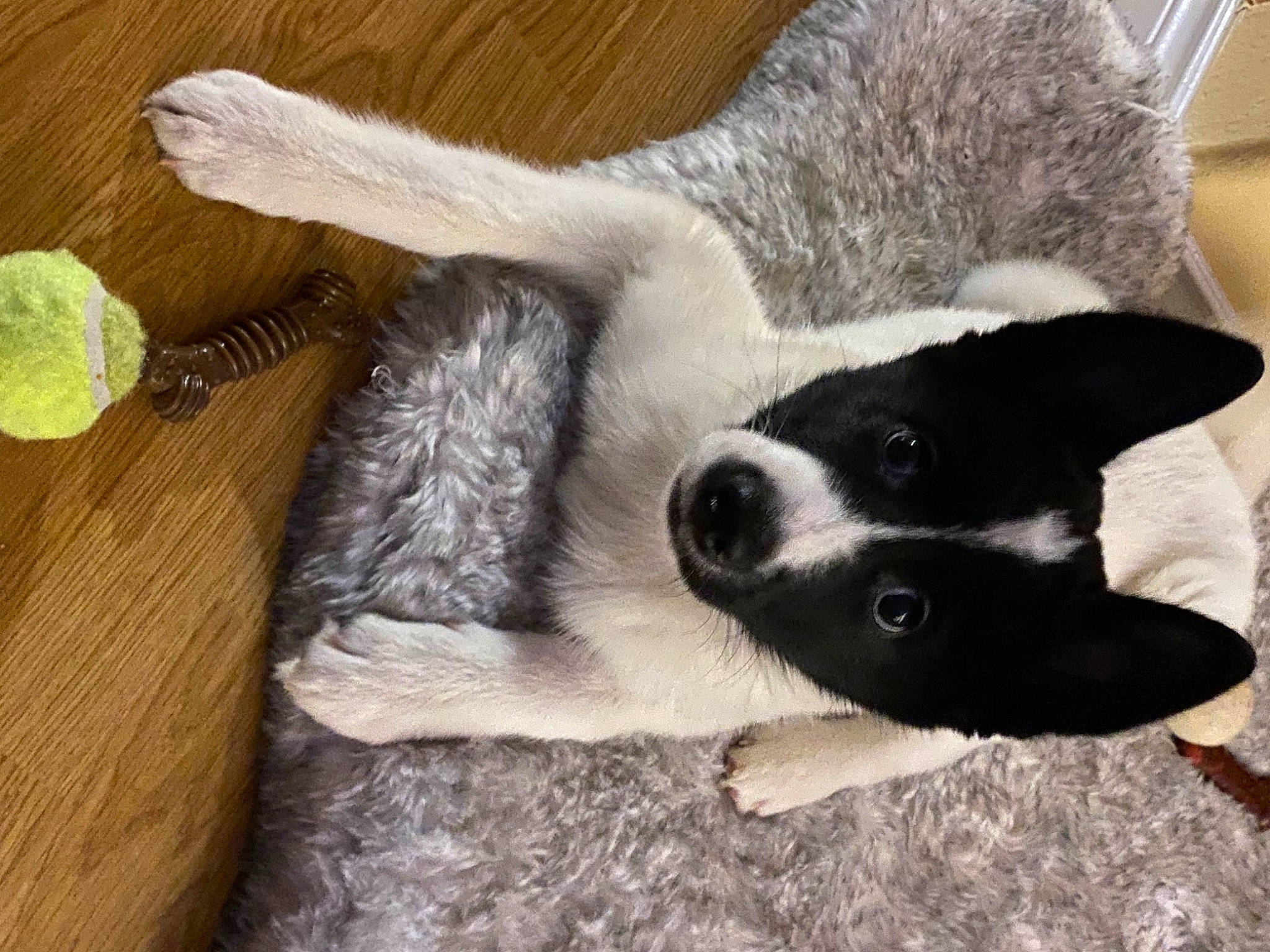 Fenrir is registered to the contest to win money with this photo: bored, canidae, carnivore, citrus, claw, comfort, companion_dog, dog, dog_breed, fur, herding_dog, paw, persian_lime, snout, sporting_group, tail, terrestrial_animal, whiskers, working_animal, working_dog