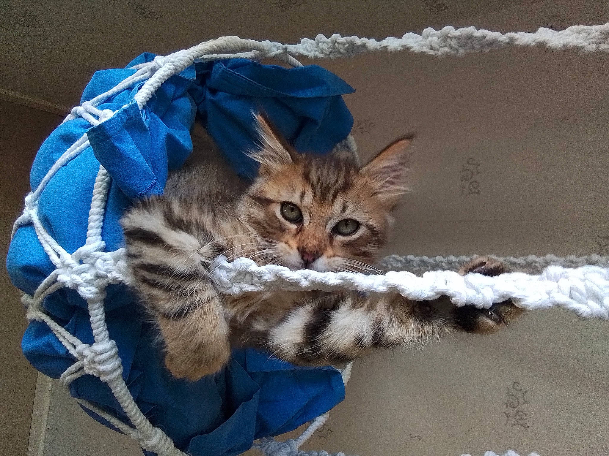 Ugo a rejoint le concours — aidez-le/la à gagner de superbes lots ! bag, carnivore, cat, claw, domestic_short_haired_cat, electric_blue, fashion_accessory, felidae, fur, paw, small_to_medium_sized_cats, snout, tail, terrestrial_animal, whiskers