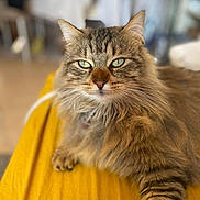 Ugo a rejoint le concours — aidez-le/la à gagner de superbes lots ! animal, cat, closeup, cute, domestic_cat, feline, fluffy, fur, green_eyes, indoor, lying_down, mammal, paw, pet, portrait, relaxed, striped, tabby, whiskers, yellow_surface