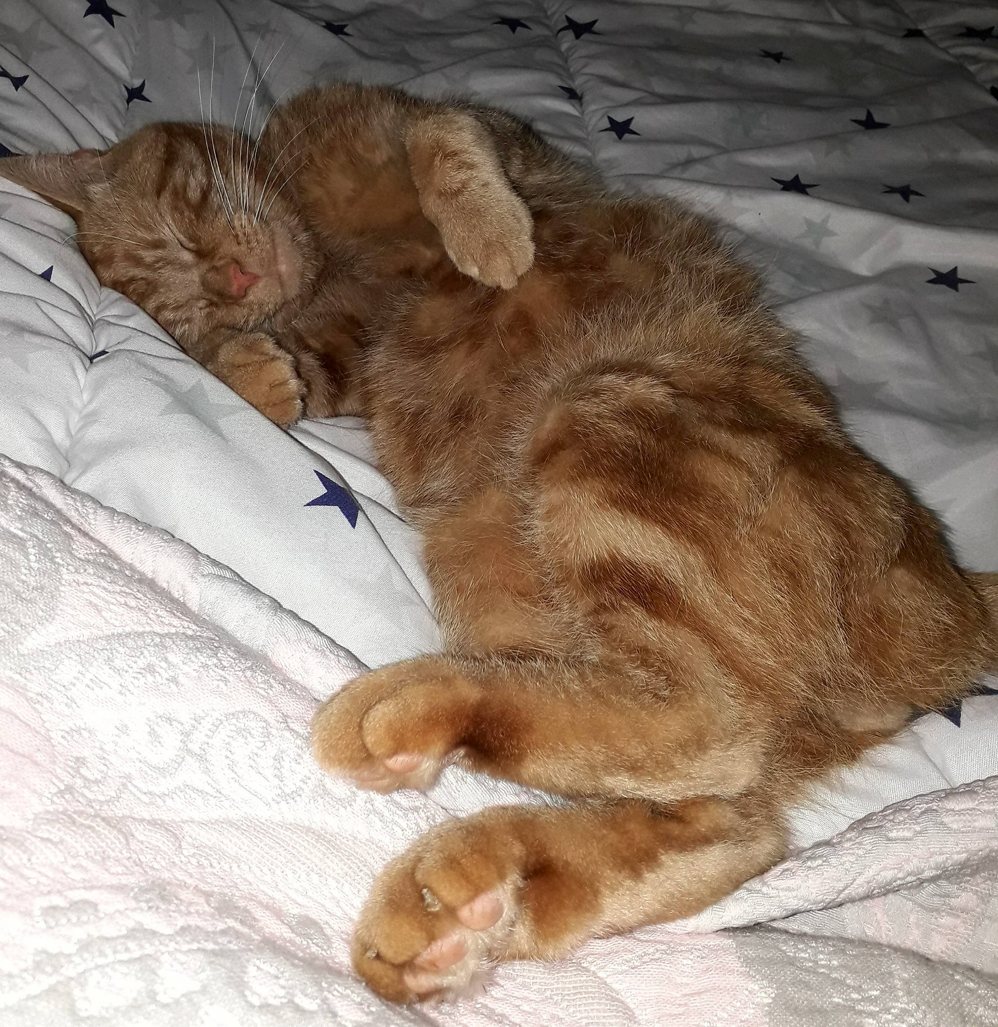 Rouquin participe au concours pour gagner de l'argent avec cette photo : carnivore, cat, claw, comfort, companion_dog, dog_breed, domestic_short_haired_cat, fawn, felidae, fur, linens, liver, paw, small_to_medium_sized_cats, snout, sporting_group, tail, terrestrial_animal, whiskers, wood