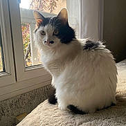 Maki participe au concours pour gagner de l'argent avec cette photo : black, blanket, cat, cozy, curious, domestic_animal, feline, fluffy, fur, green_eyes, home, indoor, natural_light, pet, quiet, resting, sitting, soft_light, white, window