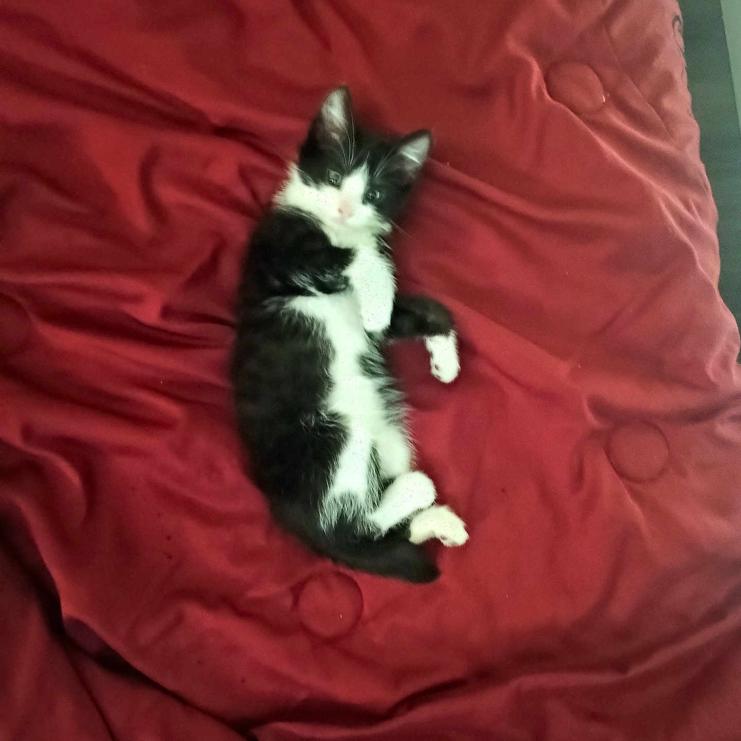 Omen joined the competition — help win amazing prizes! cat, kitten, black_and_white, animal, pet, feline, lying_down, bed, bedspread, red, indoor, home, cute, fluffy, paws, tail, ears, relaxed, portrait, photography