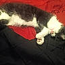 cat, black_and_white, sleeping, sleepy, fluffy, fur, paw, pink_nose, whiskers, pet, animal, lying_down, relaxed, indoors, bedding, blanket, red, black, cozy, closeup