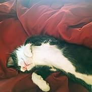 Omen joined the competition — help win amazing prizes! cat, black_and_white, sleeping, sleepy, relaxed, upside_down, lying_down, fur, whiskers, pink_bedding, blanket, bed, indoor, cozy, cute, pet, resting, close_up, soft_lighting, portrait