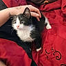 Omen joined the competition — help win amazing prizes! kitten, cat, black_and_white, pet, animal, fur, whiskers, ears, eyes, pink_nose, sitting, cuddling, hand, tattoo, red_blanket, bedding, indoors, close_up, portrait, cute