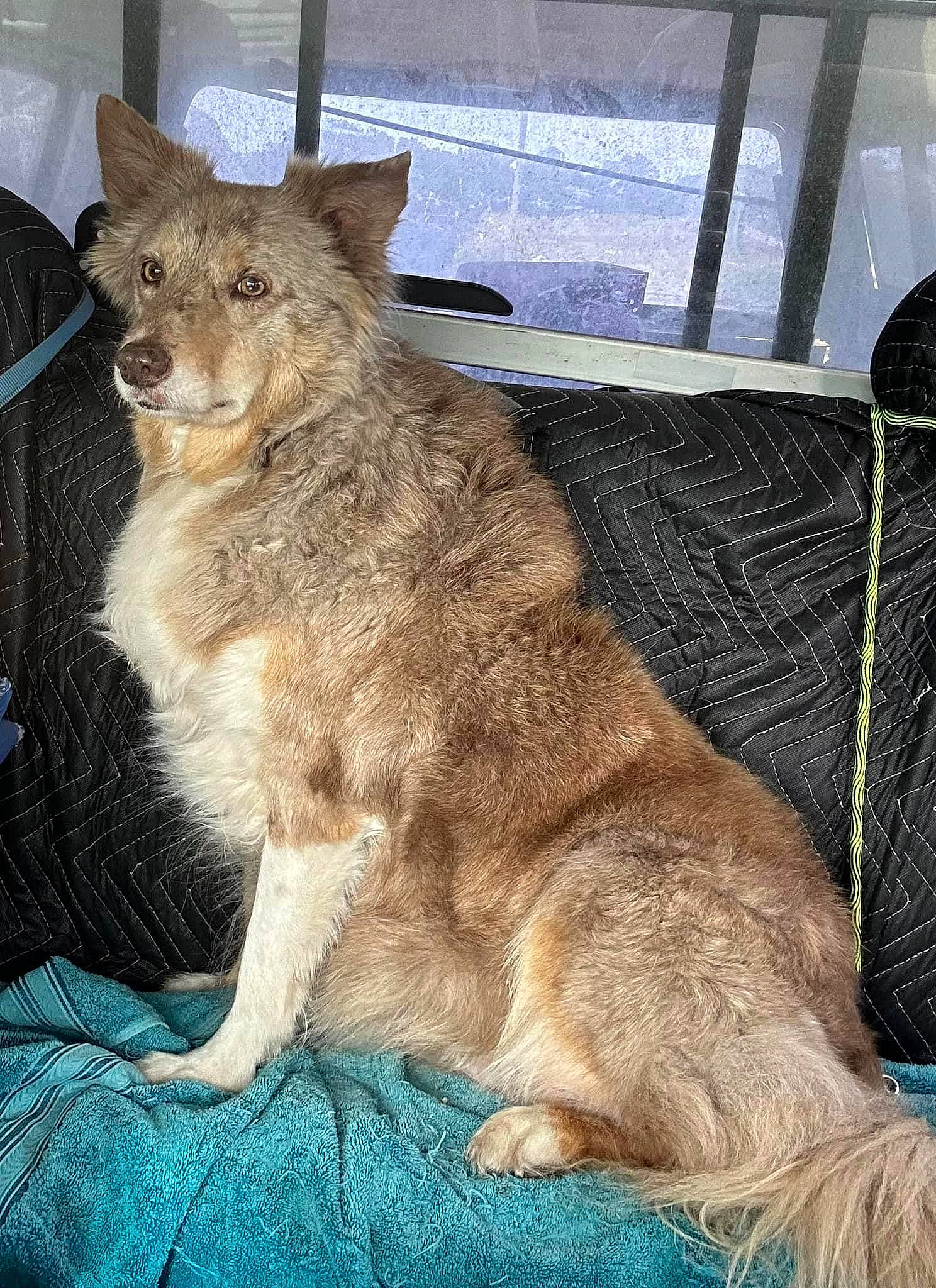 Boots is registered to the contest to win money with this photo: canidae, canis, carnivore, claw, dog_breed, fawn, felidae, fur, small_to_medium_sized_cats, tail, terrestrial_animal, wallaby, whiskers, wildlife