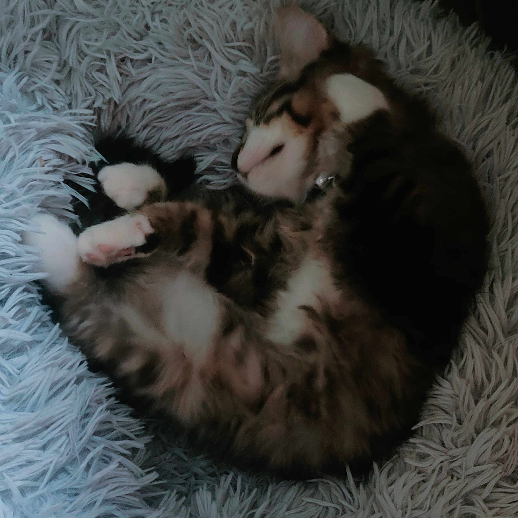 Tigrou