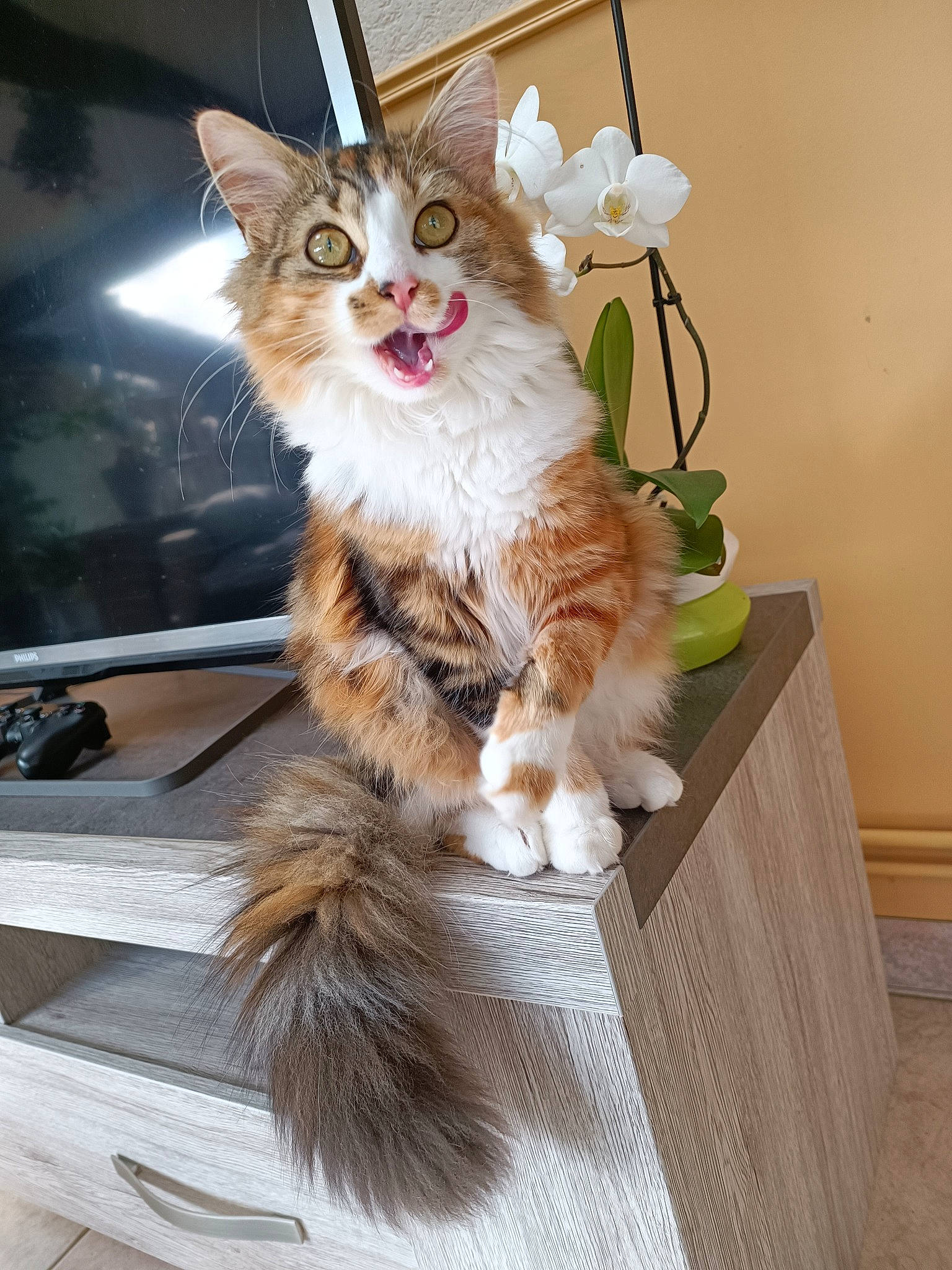 Jaina participe au concours pour gagner de l'argent avec cette photo : carnivore, cat, claw, domestic_short_haired_cat, fawn, felidae, flooring, flower, flowerpot, fur, hardwood, houseplant, paw, plant, sitting, small_to_medium_sized_cats, snout, tail, whiskers, wood