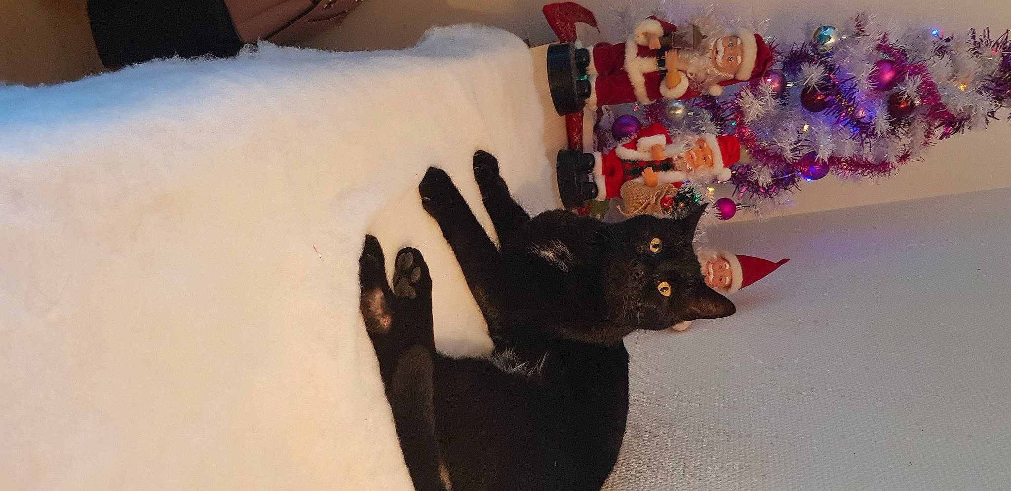 Fripouille a rejoint le concours — aidez-le/la à gagner de superbes lots ! black_cat, carnivore, cat, christmas_decoration, christmas_ornament, christmas_tree, comfort, companion_dog, dog_breed, event, fawn, felidae, fur, gesture, ornament, small_to_medium_sized_cats, tail, tree, whiskers, winter