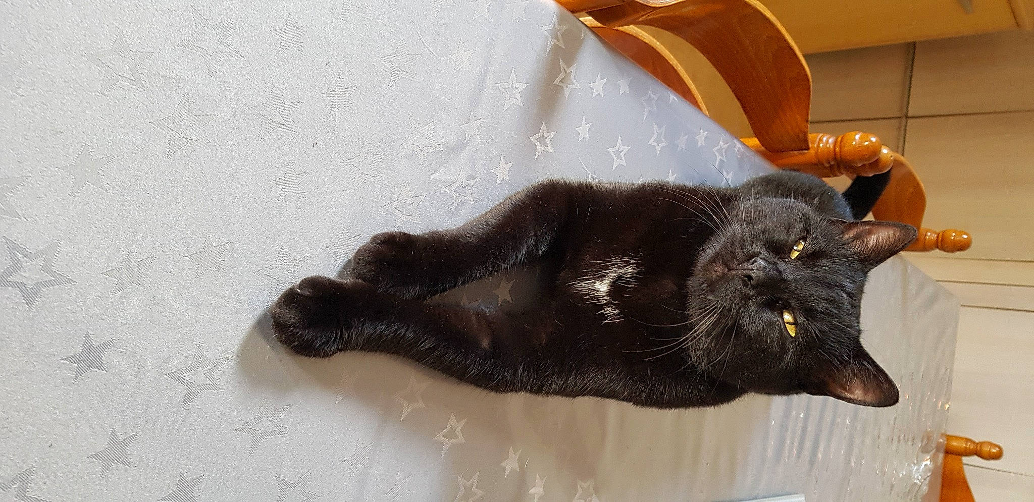 Fripouille participe au concours pour gagner de l'argent avec cette photo : black_cat, bombay, carnivore, cat, claw, comfort, domestic_short_haired_cat, felidae, fur, havana_brown, liver, paw, small_to_medium_sized_cats, tail, terrestrial_animal, whiskers