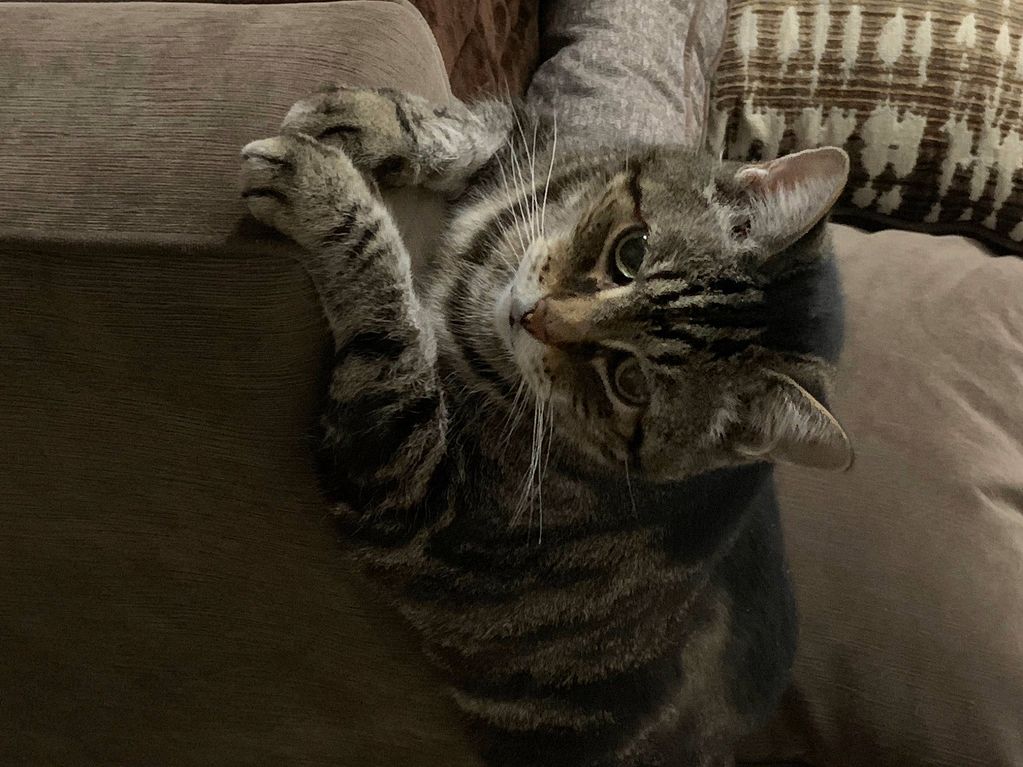 Comet is registered to the contest to win money with this photo: carnivore, cat, claw, comfort, couch, domestic_short_haired_cat, felidae, fur, grey, human_leg, monochrome, monochrome_photography, paw, small_to_medium_sized_cats, snout, tail, whiskers, wildlife, window, wood