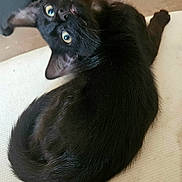 Salem joined the competition — help win amazing prizes! black_cat, cat, pet, animal, curious, wide_eyes, fur, whiskers, indoor, looking_back, cute, feline, domestic_cat, close_up, sitting, resting, playful, young_cat, black_fur, nose